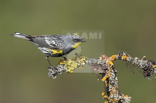 Adult male Audubon's Warbler (Setophaga auduboni) in summer plumage in the Kamloops, British Columbia in June 2015. stock-image by Agami/Brian E Small,