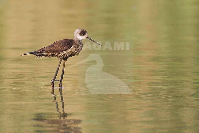 Black-winged Stilt - Stelzenläufer - Himantopus himantopus ssp. himantopus, Oman, oiled bird stock-image by Agami/Ralph Martin,