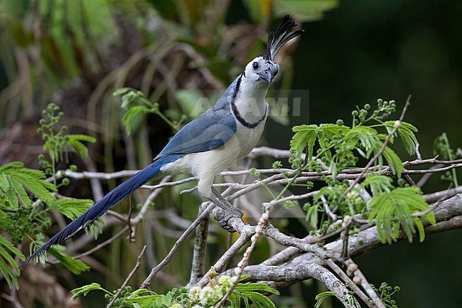 White-throated Magpie-jay (Calocitta formosa) perched on a branch in a rainforest in Guatemala. stock-image by Agami/Dubi Shapiro,