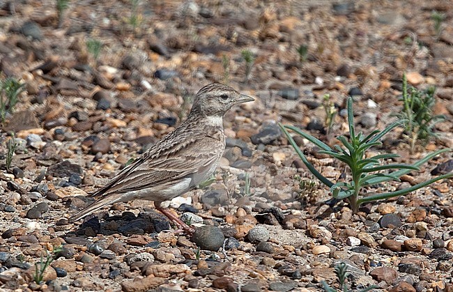 Steppe Greater Short-toed Lark (Calandrella brachydactyla longipennis) standing on the ground in desert-like habitat. stock-image by Agami/Andy & Gill Swash ,