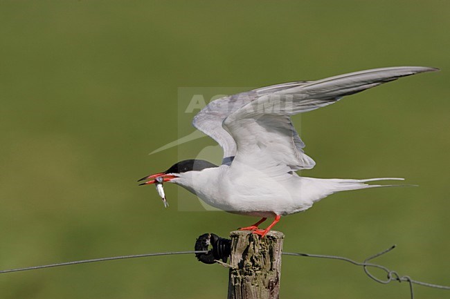 Volwassen Visdief met visje; Adult Common Tern with small fish stock-image by Agami/Arie Ouwerkerk,