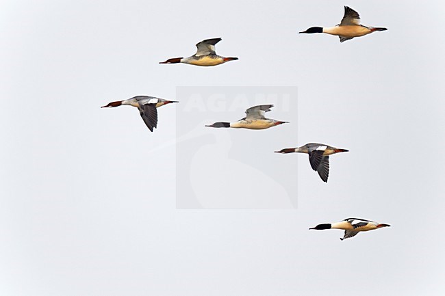 Groep vliegende, trekkende Grote Zaagbekken. Flying, migrating flock off Goosanders. stock-image by Agami/Ran Schols,
