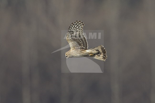 Hen Harrier female flying; Blauwe Kiekendief vrouw vliegend stock-image by Agami/Daniele Occhiato,