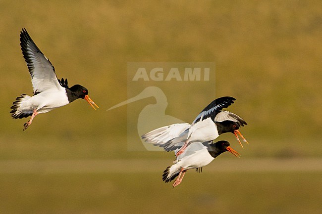 Scholeksters in de vlucht, Eurasian Oystercatchers in flight stock-image by Agami/Hans Germeraad,