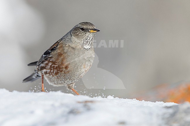 Alpine Accentor (Prunella collaris) sitting in a snow coverd moutain landscape in the swiss alps. stock-image by Agami/Marcel Burkhardt,