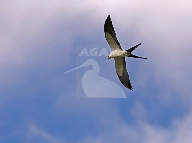 Zwaluwstaartwouw, Swallow-tailed Kite, Elanoides forficatus stock-image by Agami/Alex Vargas,