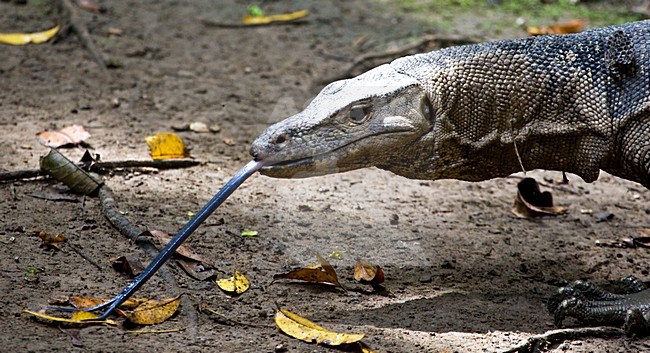 Watervaraan beeldvullend; Southeast Asian Water Monitor close-up stock-image by Agami/Roy de Haas,