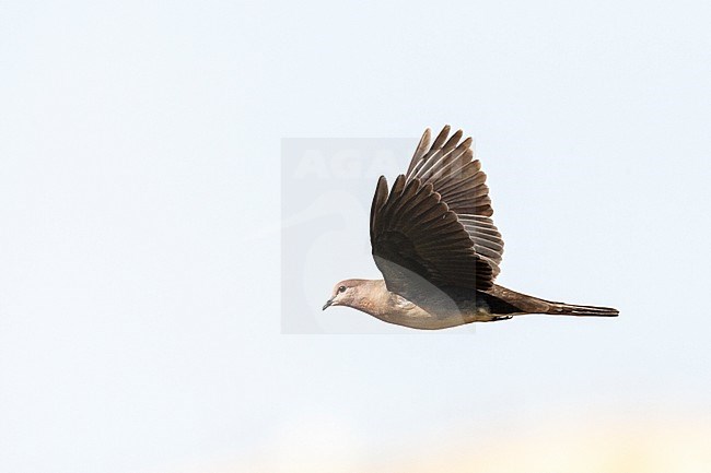 Laughing Dove (Streptopelia senegalensis) in Israel. stock-image by Agami/Marc Guyt,