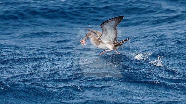 Cape Verde Shearwater flying off Raso, Cape Verde. June 03, 2018. stock-image by Agami/Vincent Legrand,