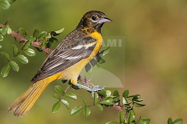 Adult female
Galveston Co., TX
April 2012 stock-image by Agami/Brian E Small,