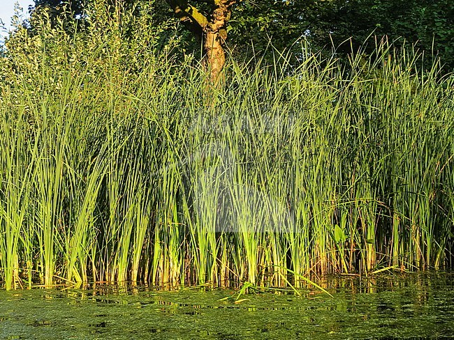 Vondelpark in de nazomer; Vondelpark in late summer stock-image by Agami/Marc Guyt,