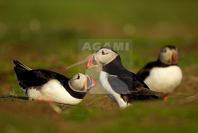 Papegaaiduiker, Atlantic Puffin stock-image by Agami/Danny Green,
