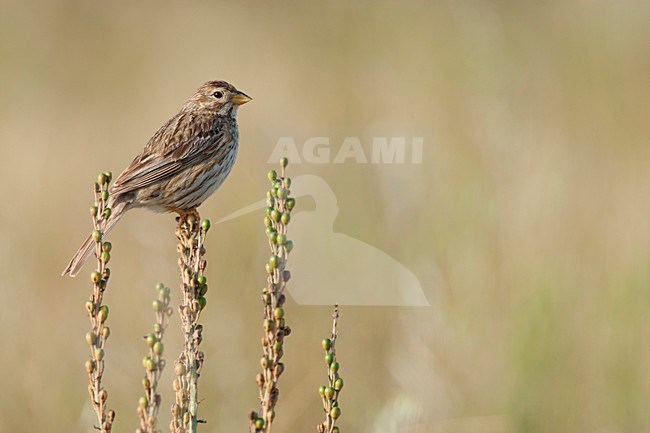 Grauwe Gors zittend op uitgebloeide plant Lesbos Griekenland, Corn Bunting perched at plant Lesvos Greece stock-image by Agami/Wil Leurs,