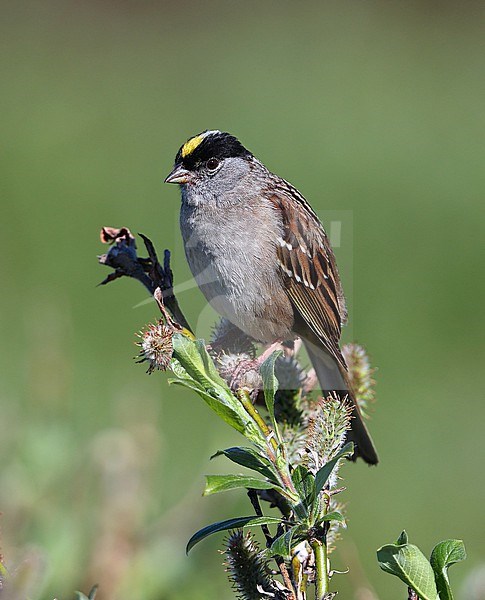 Golden-crowned Sparrow (Zonotrichia atricapilla) taken the 07/06/2022 at Nome - Alaska - USA stock-image by Agami/Aurélien Audevard,