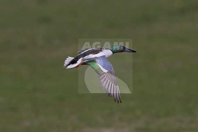 Vliegende man Slobeend; Flying male Northern Shoveler stock-image by Agami/Arie Ouwerkerk,