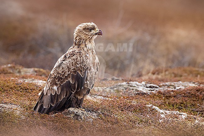 White-tailed Eagle, Haliaetus albicilla, in Norway. stock-image by Agami/Daniele Occhiato,