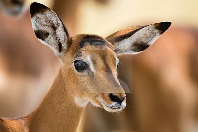 Portrait of an Impala calf, Aepyceros melampus. Lake Nakuru National Park, Kenya, Africa. stock-image by Agami/Sergio Pitamitz,