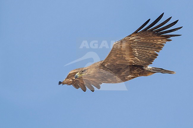 Steppe Eagle - Steppenadler - Aquila nipalensis, Oman, 5th cy stock-image by Agami/Ralph Martin,