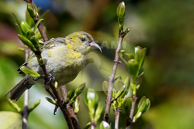O?ahu ?amakihi (Chlorodrepanis flava) singing on top of a bush stock-image by Agami/Dubi Shapiro,