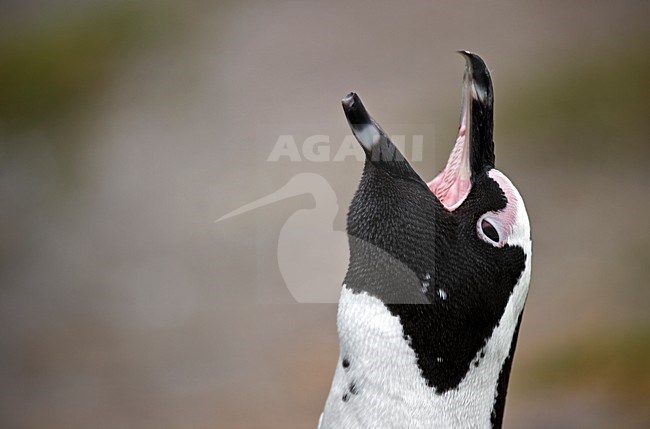 ZwartvoetpinguÃ¯n roepend, Jackass Penguin calling stock-image by Agami/Marten van Dijl,