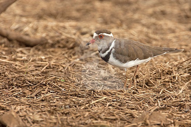 Adulte Driebandplevier, Adult Three-banded Plover stock-image by Agami/Wil Leurs,