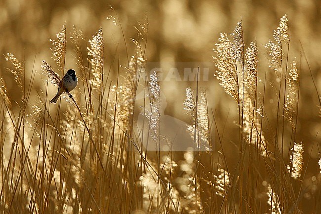 Rietgors; common reed bunting; stock-image by Agami/Chris van Rijswijk,