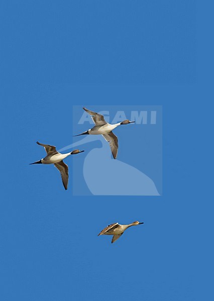 Pijlstaarten in vlucht; Northern Pintails in flight stock-image by Agami/Markus Varesvuo,