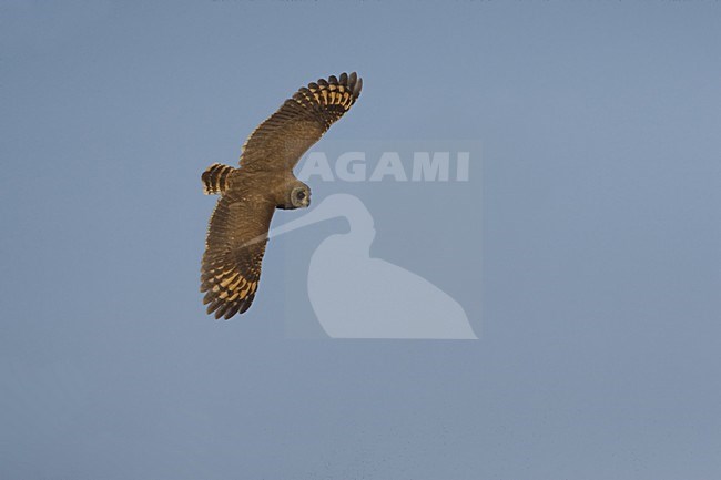 Afrikaanse Velduil jagend in moeras; Marsh owl hunting in marsh stock-image by Agami/Daniele Occhiato,