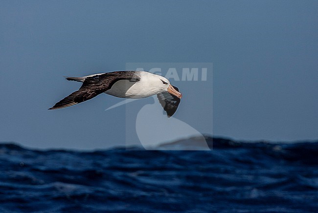 Adult Black-browed Albatross (Thalassarche melanophris) flying low over the southern atlantic ocean. stock-image by Agami/Marc Guyt,