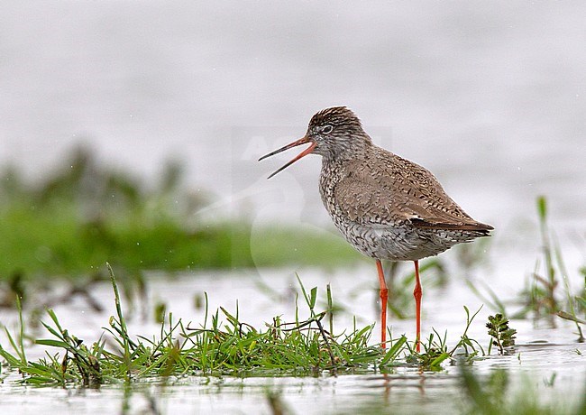 Common Redshank (Tringa totanus) calling in the rain on a field near Marken stock-image by Agami/Roy de Haas,