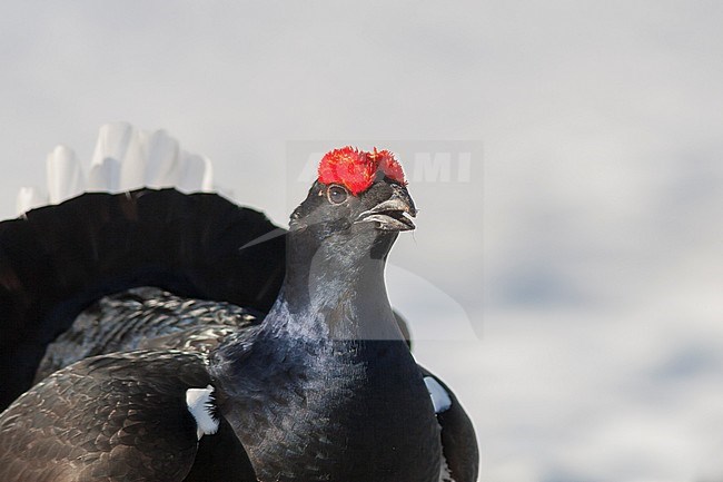 Adult male Black Grouse (Lyrurus tetrix tetrix) at a snow covered lek in Germany during early spring. Calling softly. stock-image by Agami/Ralph Martin,
