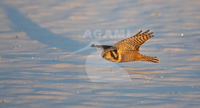 Sperweruil in vlucht; Northern Hawk-Owl in flight stock-image by Agami/Markus Varesvuo,