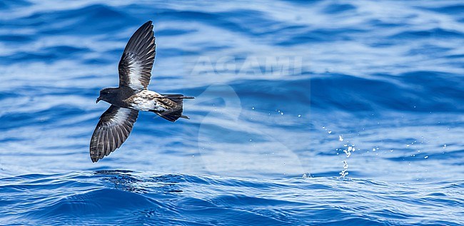 New Zealand Storm Petrel (Fregetta maoriana), a critically endangered seabird species endemic to New Zealand. Flying above the ocean surface. stock-image by Agami/Marc Guyt,