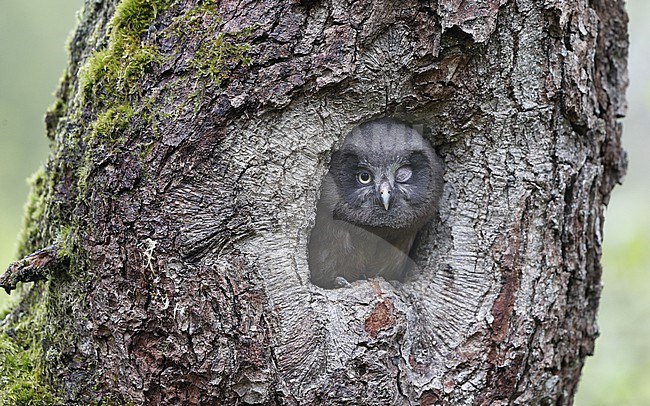 Tengmalm's Owl (Aegolius funereus) chick looking out of nest cavity at Scania, Sweden stock-image by Agami/Helge Sorensen,