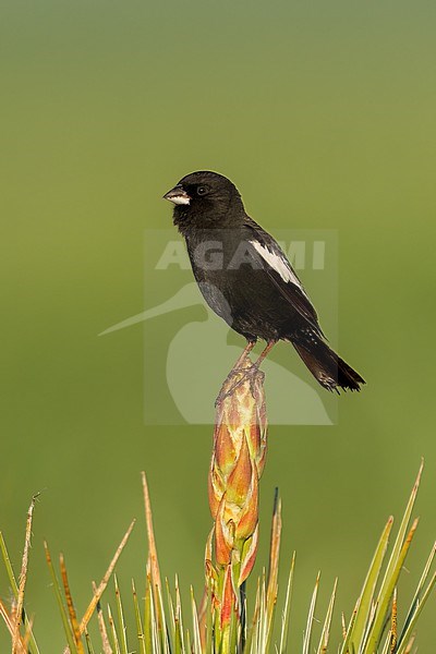 Adult male breeding
Weld Co., CO
June 2023 stock-image by Agami/Brian E Small,