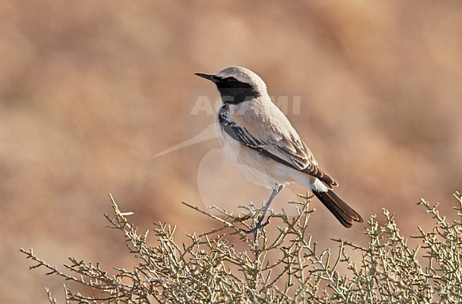 Mannetje Woestijntapuit zittend in struikje; Male Desert Wheatear perched in top of scrub stock-image by Agami/Markus Varesvuo,