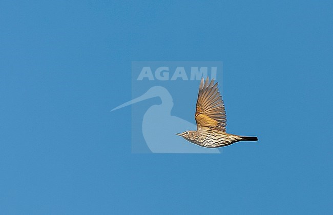 Song Thrush (Turdus philomelos) in the Netherlands. Migrating along the Dutch coast. stock-image by Agami/Marc Guyt,