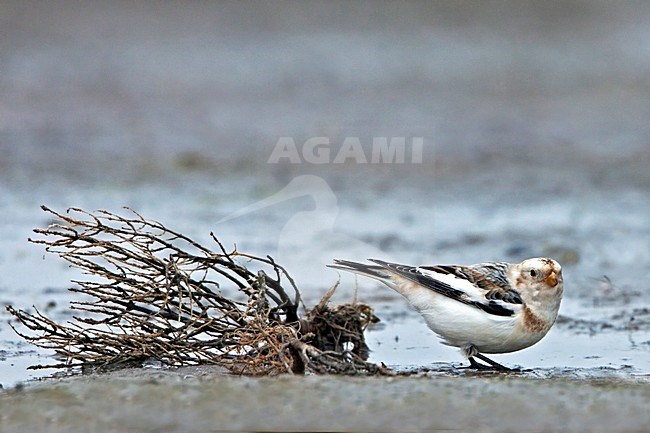 Sneeuwgors; Snow Bunting stock-image by Agami/Rob Olivier,