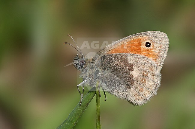 Small Heath, Coenonympha pamphilus stock-image by Agami/Bas Haasnoot,