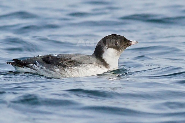 Ancient Murrelet (Synthliboramphus antiquus) swimming on the ocean near Victoria, BC, Canada. stock-image by Agami/Glenn Bartley,