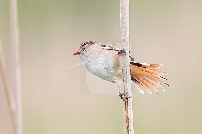 A juvinle male bearded reedling is seen sitting in a reed stalk in his typical habitat of dry reed. stock-image by Agami/Jacob Garvelink,