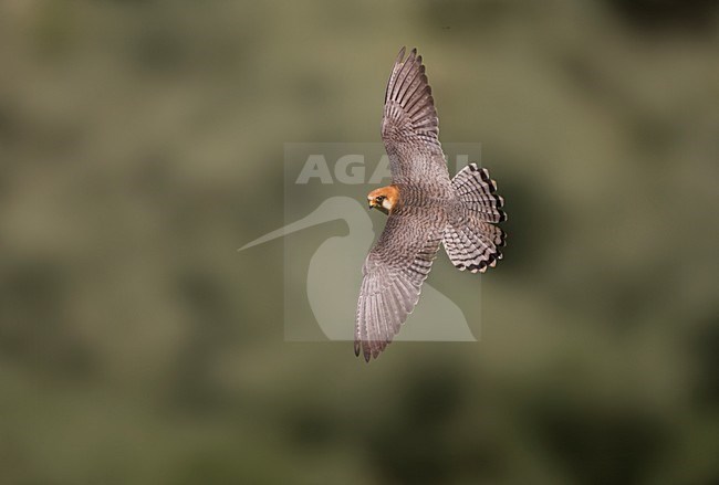 Roodpootvalk, Red-footed Falcon, Falco vespertinus stock-image by Agami/Marc Guyt,