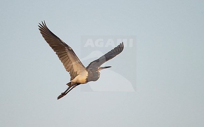 Tricolored Heron (Egretta tricolor ruficollis), adult in flight at Stick Marsh, Florida, USA stock-image by Agami/Helge Sorensen,