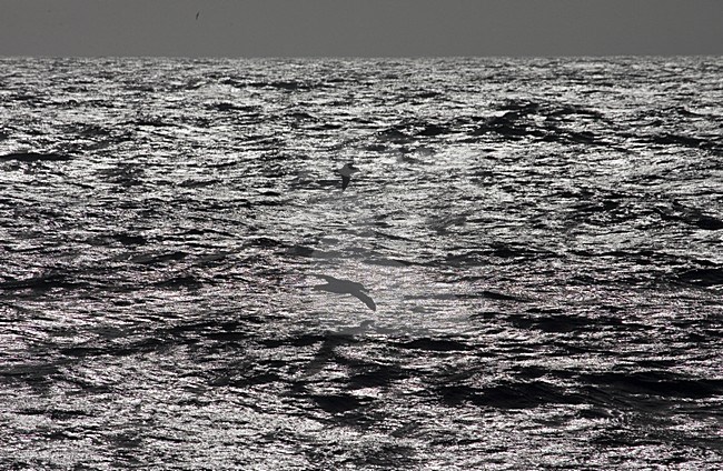 Snowy (Wandering) Albatross flying; Grote Albatros vliegend stock-image by Agami/Marc Guyt,