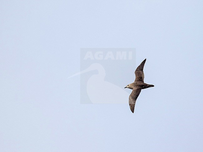 Kermadec petrel (Pterodroma neglecta) flying over Kauai island, Hawaii, United States. A polymorphic of gadfly petrel. stock-image by Agami/Pete Morris,