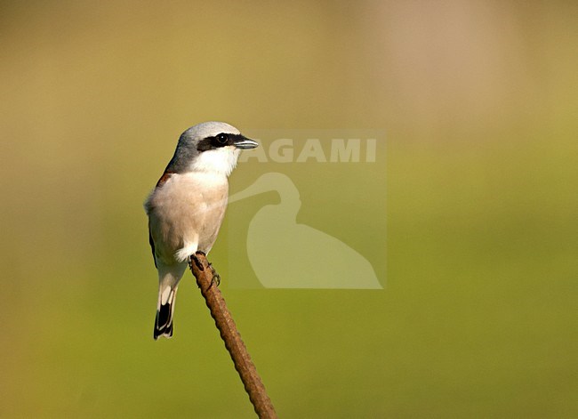 Volwassen mannetje Grauwe Klauwier; Red-backed Shrike adult male stock-image by Agami/Roy de Haas,