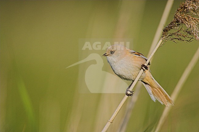 Juveniele Baardman in riet; Juvenile Bearded Reedling in reedbed stock-image by Agami/Menno van Duijn,