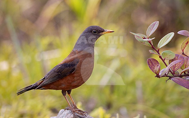 Chestnut Thrush (Turdus rubrocanus) adutl male at Doi Lang, Thailand stock-image by Agami/Helge Sorensen,