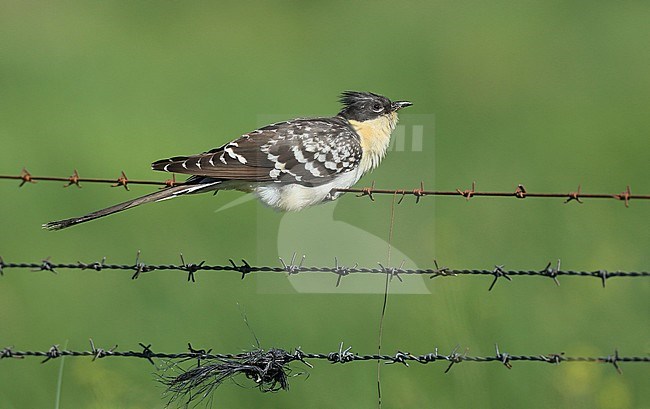 Een kuifkoekoek balanceert op prikkeldraad. stock-image by Agami/Jacques van der Neut,