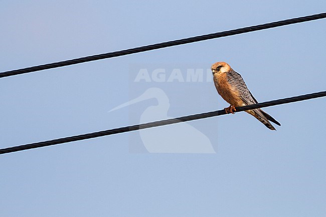 Red-footed Falcon - Rotfussfalke - Falco vespertinus, Cyprus, adult female stock-image by Agami/Ralph Martin,